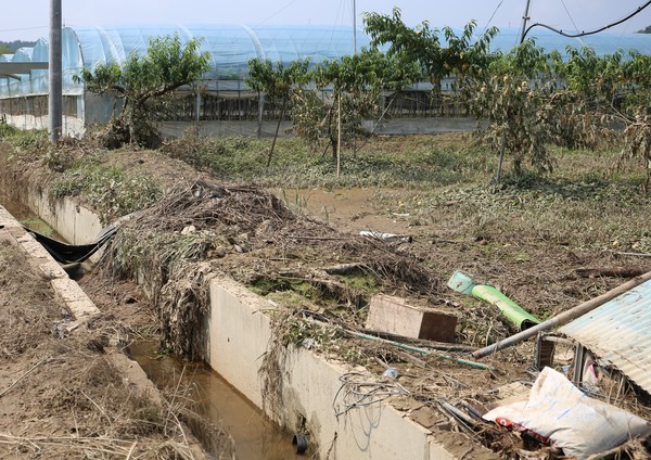 ▲ 15일 충북 영동군 청성면 고당리의 한 과수원에 사과나무가 수해로 쓰러져 있다. /뉴시스