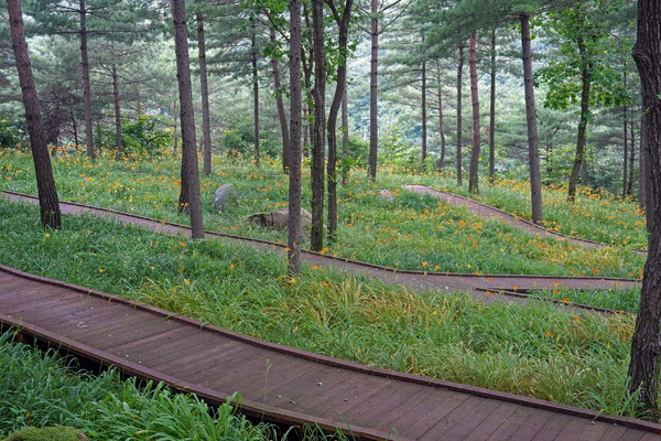 ▲ 토함산 백배 즐기기 숲산책로.