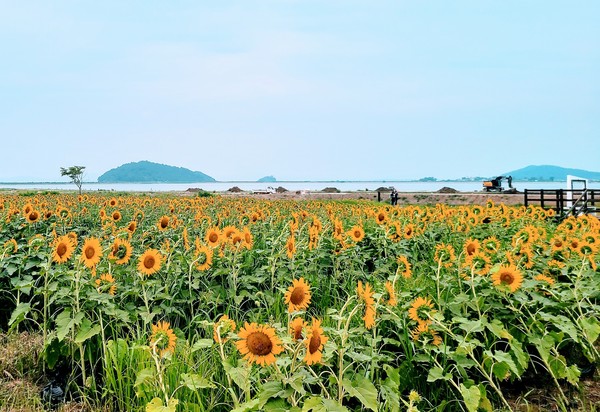 ▲ 강화군 난정리 해바라기 정원.