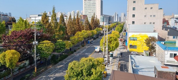 ▲ 미추홀구 인하로 은행나무길.