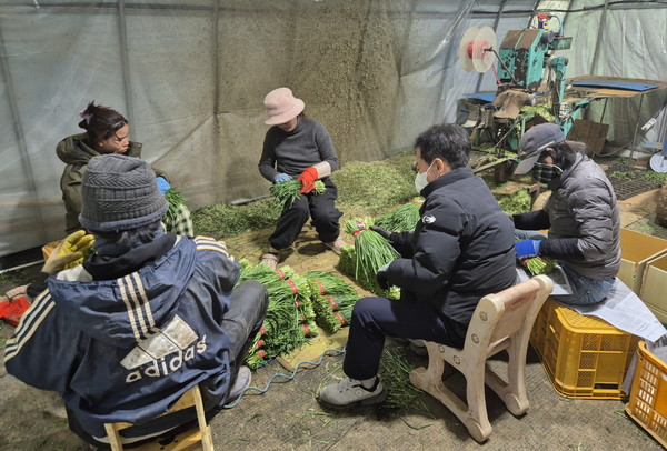 ▲ 계절근로자들이 지역 부추 농가에서 일을 하고 있다.
