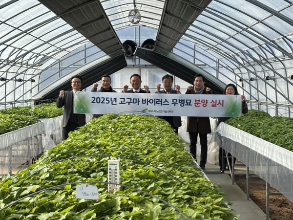 ▲ 여주시 고구마 바이러스 무병묘 분양 실시 모습.