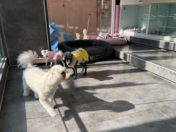 ▲ 펫 위탁소에 맡겨진 반려견들.