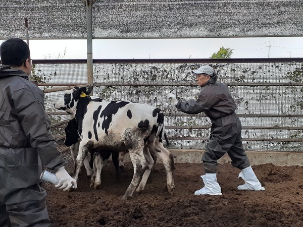 ▲ 구제역 백신 접종 관련 사진.