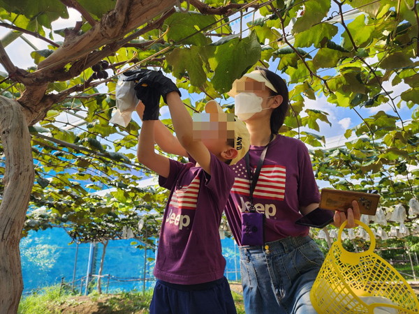 ▲ 수원시 과수공원에서 수확체험을 하는 모습.