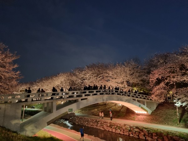 ▲ 여의천 벚꽃조명 사진.