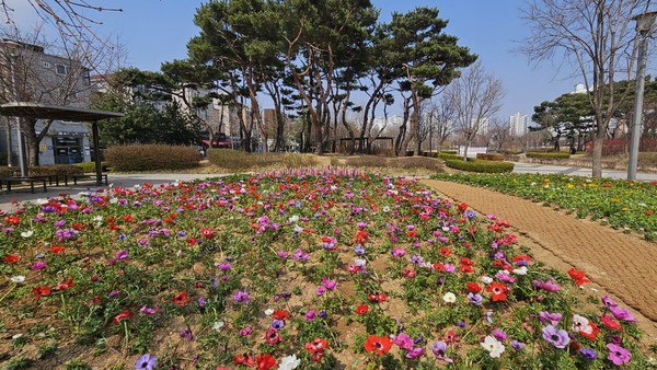 ▲ 한강중앙공원 봄꽃 식재 모습.