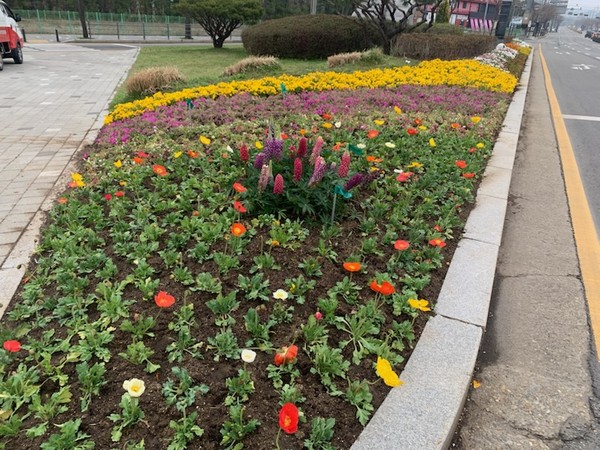 ▲ 동부동 교통섬 봄꽃 식재 모습.