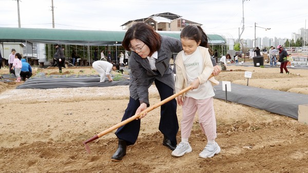 ▲ 김보라 안성시장 모종 식재 모습.
