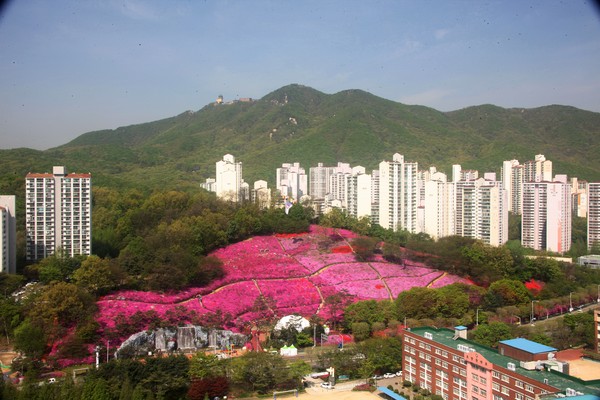 ▲ 군포철쭉동산.