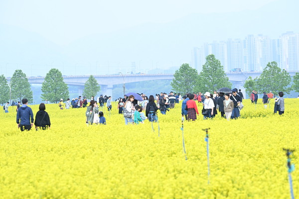 ▲ 2025 구리 유채꽃 축제 모습.