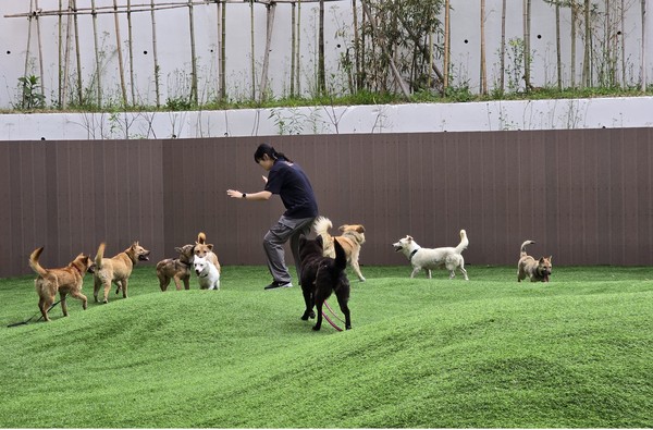 ▲ 경기도 반려마루 여주 직원이 경북 산불구조견들의 운동 및 사회화 활동을 하고 있다.