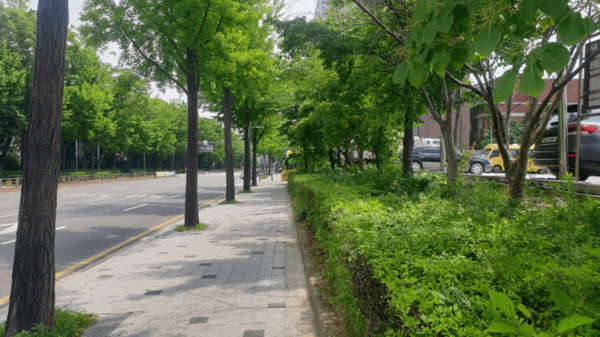 ▲ 문화회관동측 공영주차장 보행로 수목 전지작업 완료 모습.
