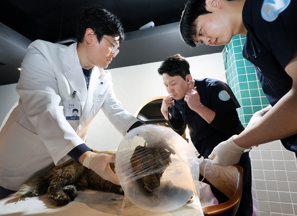 ▲ 동물 긴급 진료소에서 의료진이 산불에 화상을 입은 강아지를 치료하고 있다. /뉴시스