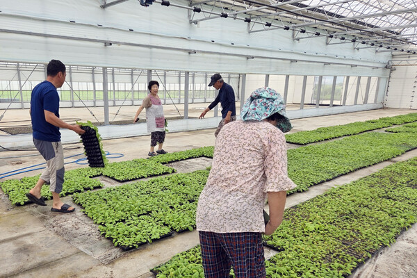 ▲ 백령면 공정육묘장 김장배추 우량묘 공급 관련 사진.