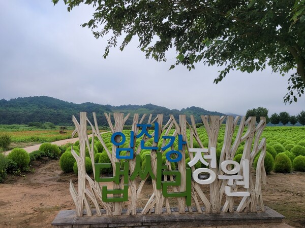 ▲ 임진강 댑싸리 정원.