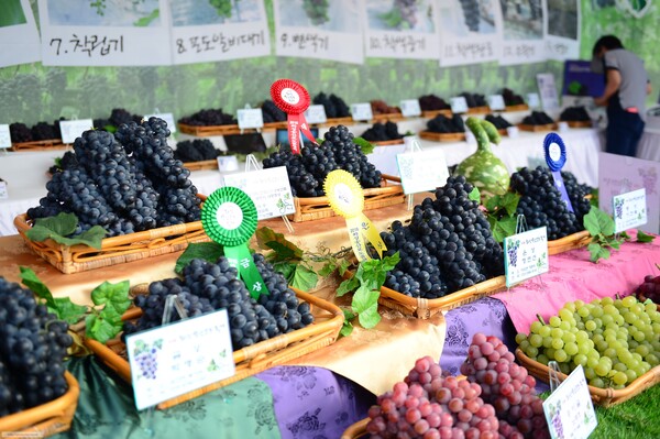▲ 화성송산포도축제에 전시된 포도의 모습.