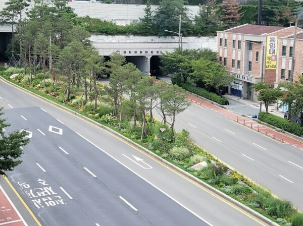 ▲ 소나무숲 조성 모습.