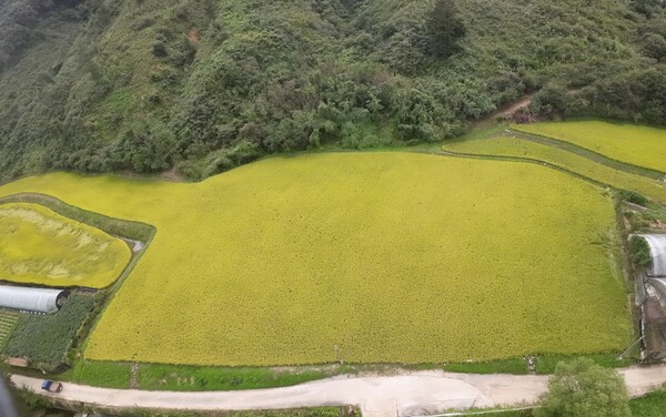 ▲ 구리시 관외 농지 활용 벼농사 체험장 전경.
