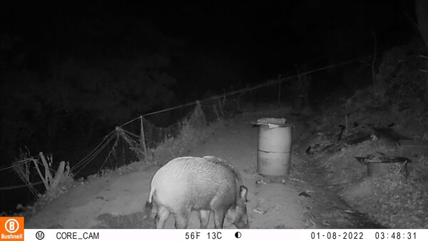 ▲ 멧돼지 목격 사례.