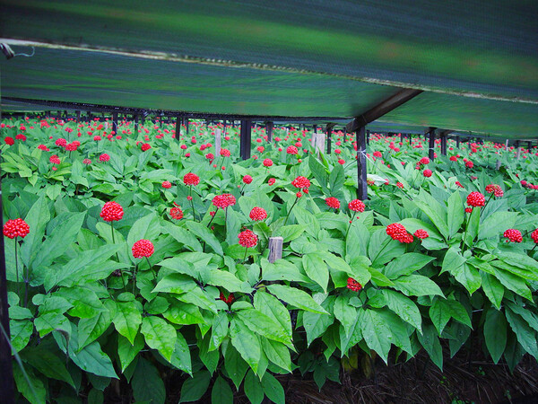 ▲ 강화고려인삼.