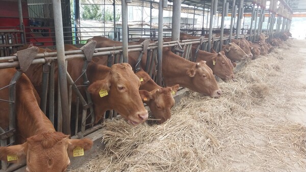 ▲ 저탄소 축산물 인증 농가 모습. /뉴시스