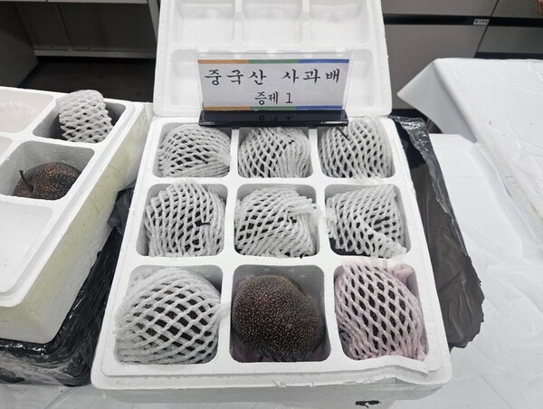 ▲ 농림축산검역본부는 수입이 허용되지 않은 중국산 농산물을 역대 최대 규모로 불법 수입한 일당을 적발했다고 12일 밝혔다. 사진은 중국산 사과배(수입금지품) 적발 관련. (사진=검역본부 제공)