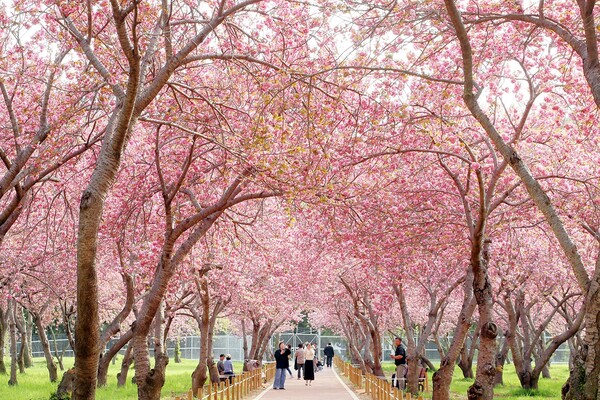▲ 경남 창원시 진해구 웅동 벚꽃단지. /뉴시스