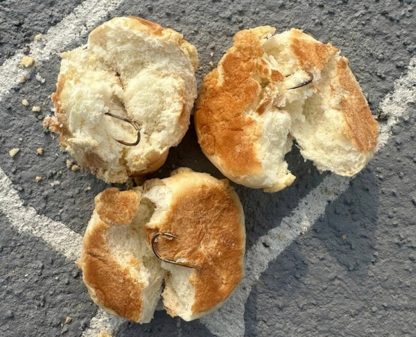 ▲ 전남 나주시 반려견 놀이터에서 한 견주가 전날 발견한 '낚시바늘 꽂힌 빵'. (사진=사회관계망서비스 갈무리) /뉴시스