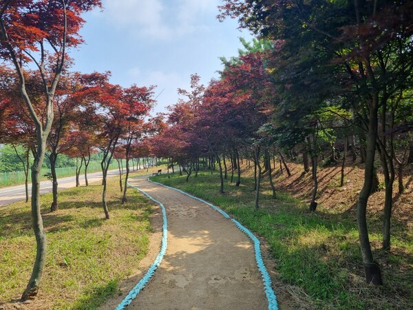 ▲ 김포 홍단풍 나무숲길.